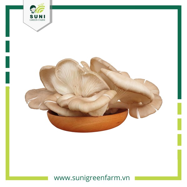 Nấm bào ngư với hình dáng đặc trưng và giá trị kinh tế cao