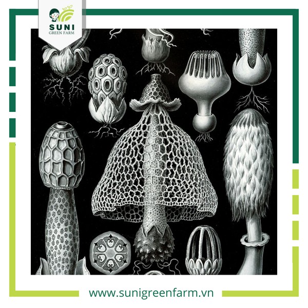 Nấm đảm với hình dáng đặc trưng mũ nấm và thân