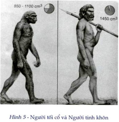 Hình ảnh minh họa về sự khác biệt giữa người tối cổ và người tinh khôn, tập trung vào cấu trúc xương và hộp sọ.