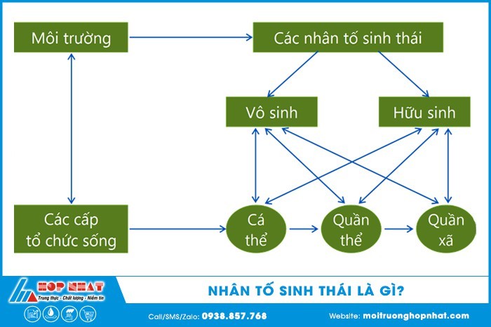 Rừng cây là một ví dụ về nhân tố hữu sinh