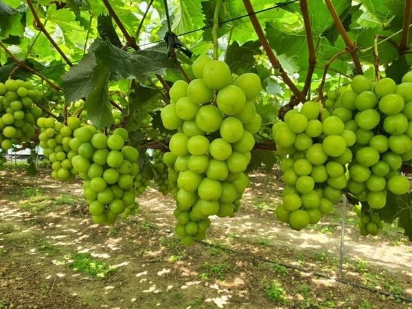 Chùm nho sữa Hàn Quốc với lớp phấn trắng tự nhiên