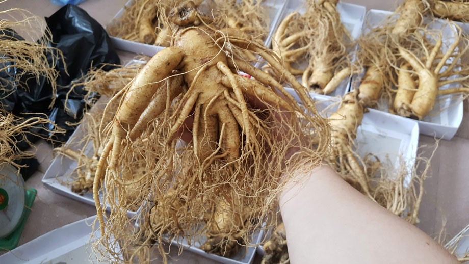 Những củ sâm 3 củ 1kg thường có khoảng hơn 300g 1 củ