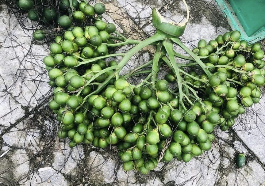 Giá cau tươi tại vườn