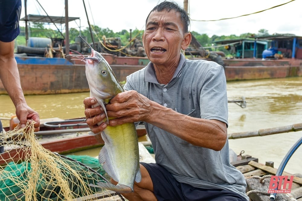 Người dân làng chài Yên Duyệt thu hoạch cá lăng trên sông Mã.