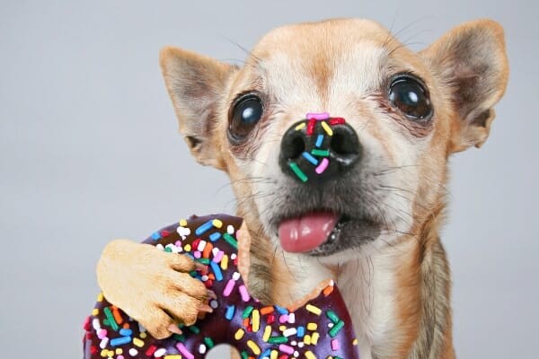 Chú chó già với bánh donut và cốm màu trên mũi, một ví dụ về một chú chó