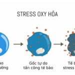 pháº£n á»©ng oxi hÃ³a trong Ä‘á» i sá»‘ng