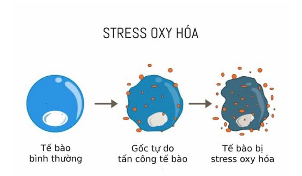 pháº£n á»©ng oxi hÃ³a trong Ä‘á» i sá»‘ng