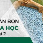 Phân bón hóa học là gì