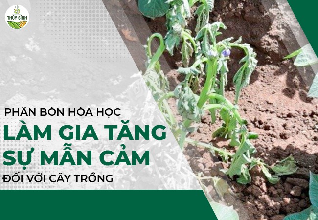 Phân hóa học làm gia tăng sự mẫn cảm đối với cây trồng