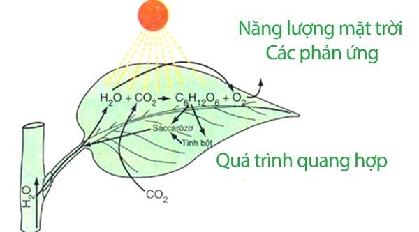 Ăn mòn kim loại