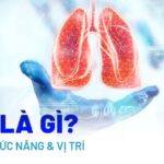 Khoang ngực chứa các cơ quan quan trọng của cơ thể