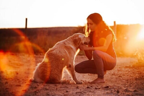 Người mẹ chó nói chuyện với chú chó golden retriever già lúc hoàng hôn như thể chuẩn bị cho chó