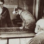 Con chó của Pavlov: Thử nghiệm cách mạng hóa tâm lý học - Ảnh 1.
