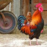 Người đàn ông đang khóc, thể hiện sự đau khổ và cô đơn