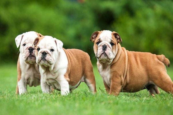 Chó Bulldog mặt xệ con đang bú sữa mẹ