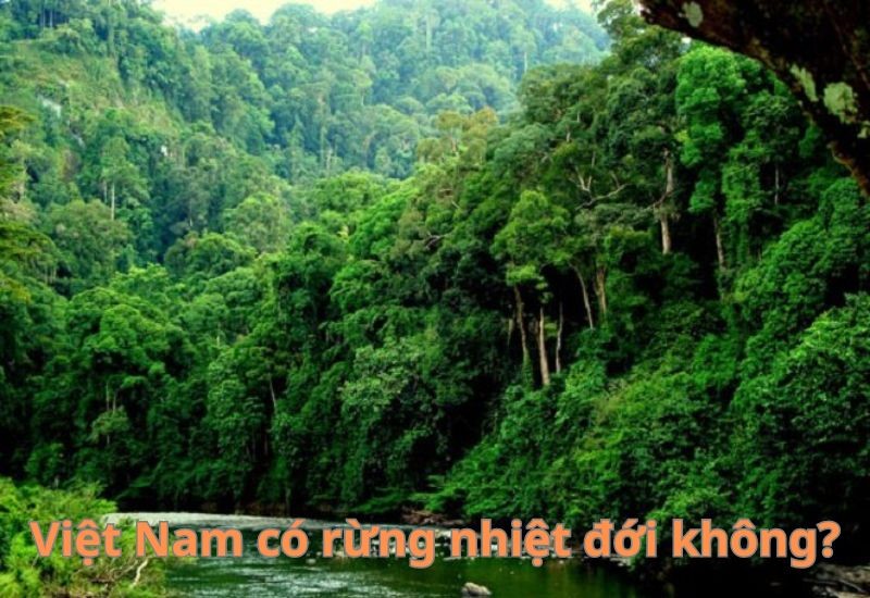 hệ sinh thái rừng mưa nhiệt đới