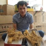 Sâm tươi Hàn Quốc 3 củ 1 kg thân dài loại 1 luôn làm hài lòng khách hàng khó tính