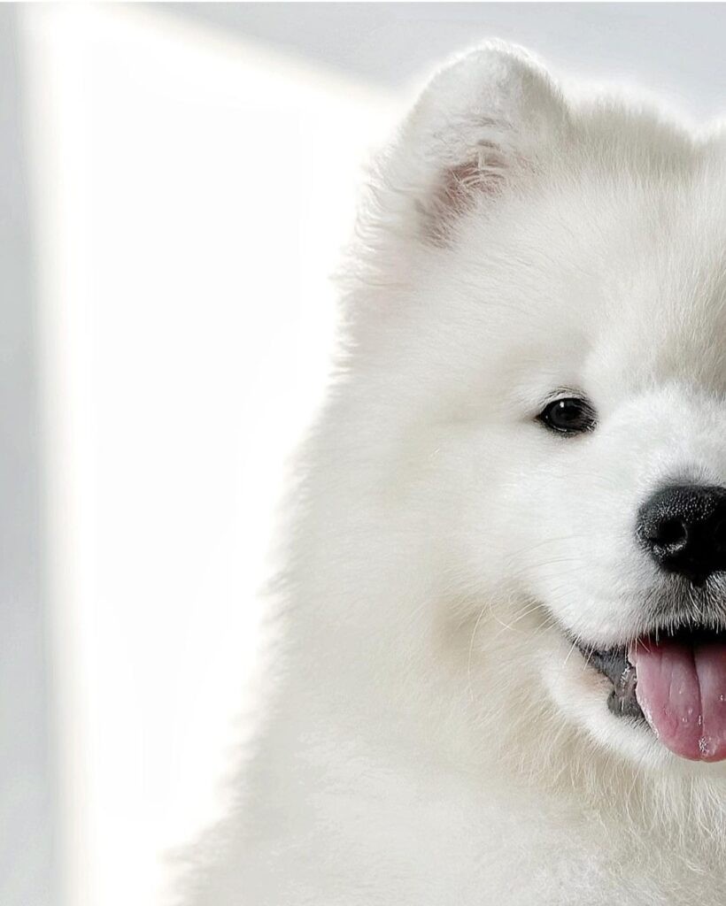 Chăm sóc lông cho chó Samoyed