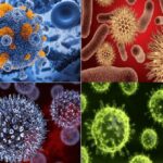 Các loại virus có hình dạng khác nhau