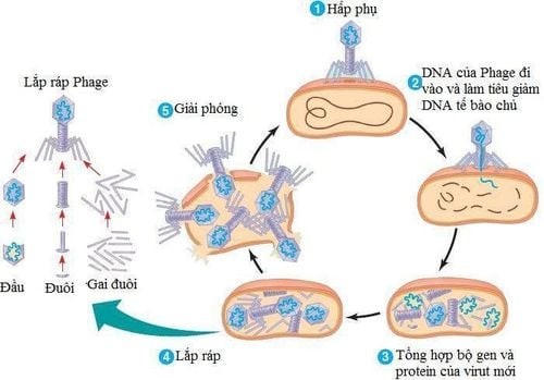 Chu trình nhân lên của virus trong tế bào chủ