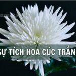 Tóm tắt truyện sự tích bông hoa cúc trắng với hình ảnh minh họa cô bé và bông hoa cúc trắng