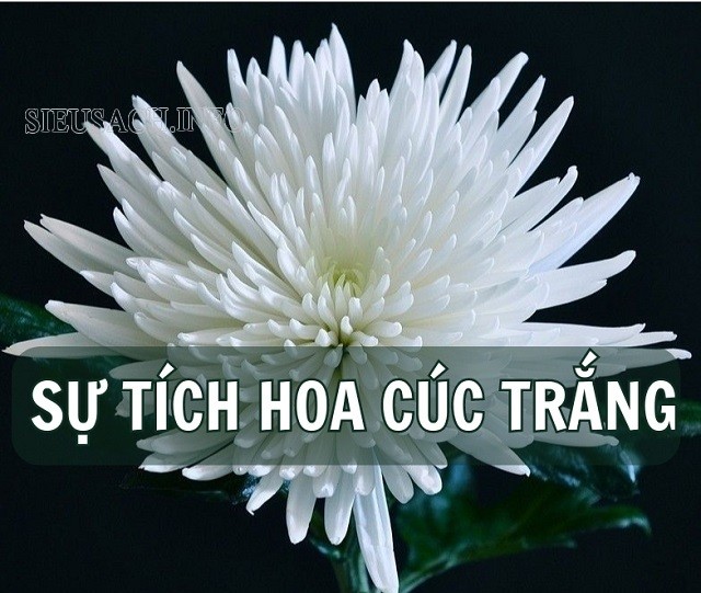 Tóm tắt truyện sự tích bông hoa cúc trắng với hình ảnh minh họa cô bé và bông hoa cúc trắng