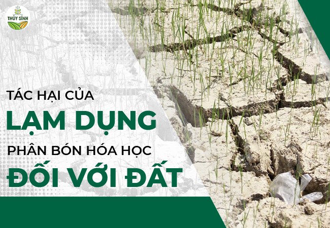 Tác hại của lạm dụng phân bón hóa học đối với đất