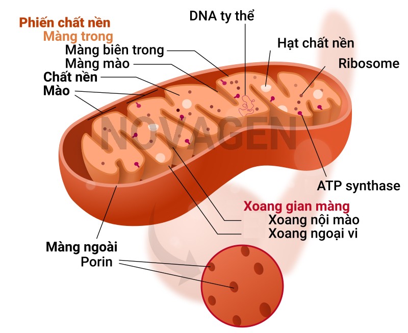 Các loại tế bào khác nhau đảm nhận các chức năng chuyên biệt trong cơ thể