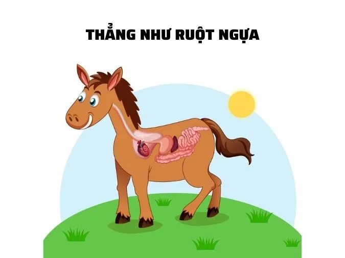 Hình ảnh minh họa ruột ngựa thẳng