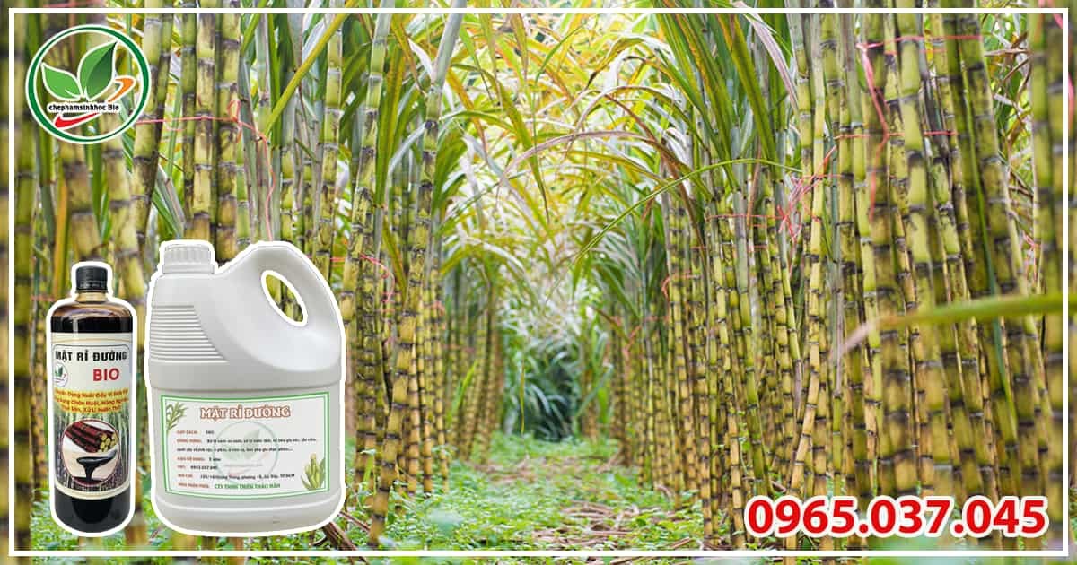 Thành phần của mật rỉ đường