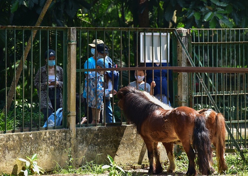 Ngựa lùn Mai &quot;đầu moi&quot; tại Thảo Cầm Viên