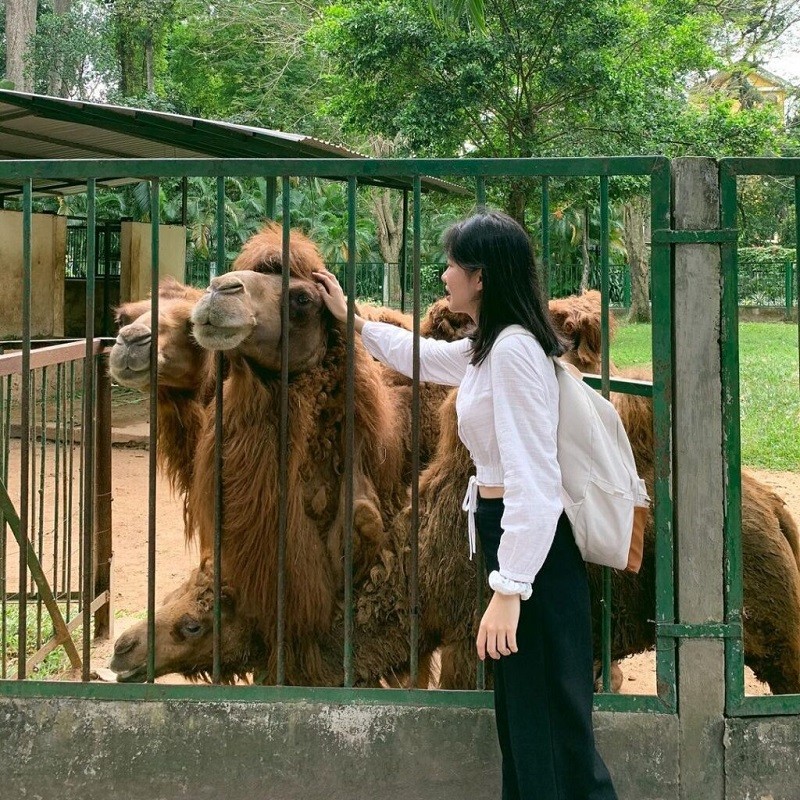 Chạm vào các loài động vật thân thiện