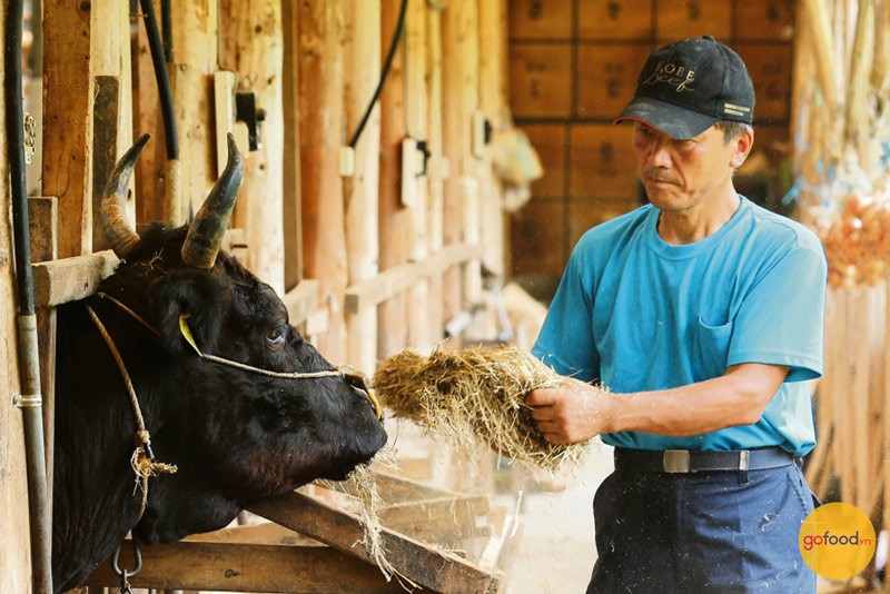Quy trình chăn nuôi bò Kobe tỉ mỉ