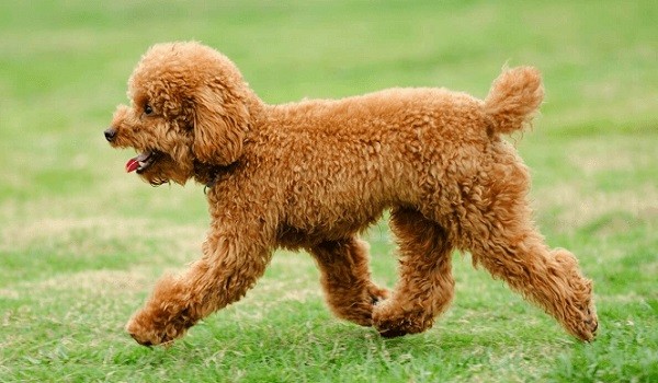 Chải lông cho Poodle Tiny là công việc cần thiết để giữ bộ lông đẹp