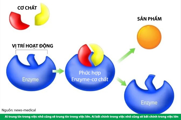 Minh họa cơ chế hoạt động của enzim