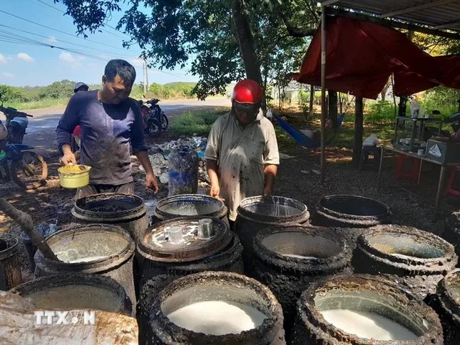 Ảnh hưởng của giá mủ cao su đến thu nhập của người dân Bình Phước