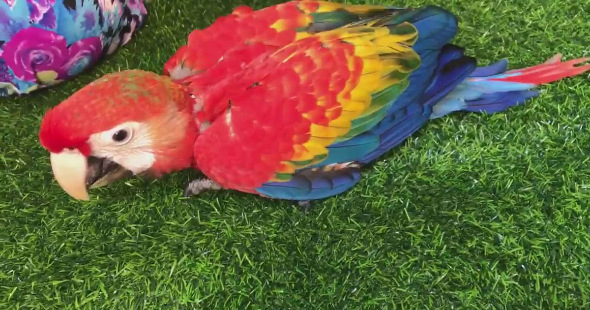 Vẹt Macaw đa dạng về chủng loại và màu sắc