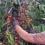 Người dân thu hoạch cà phê tươi