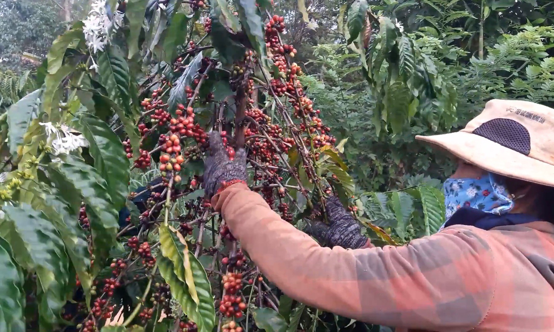 Người dân thu hoạch cà phê tươi
