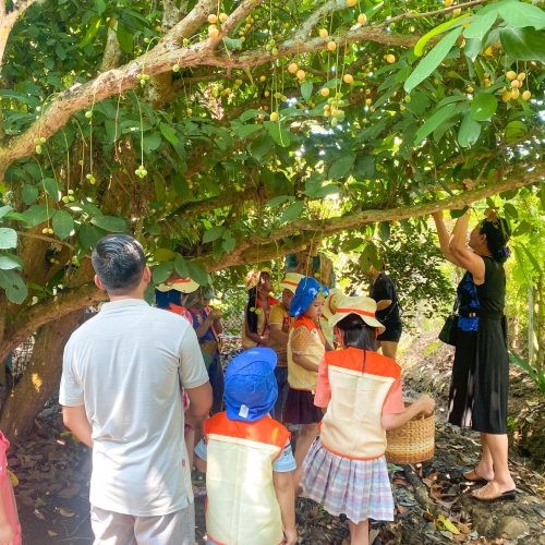 Ảnh du khách hái hoa quả tại vườn