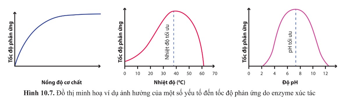 Các yếu tố ảnh hưởng tới hoạt tính enzim